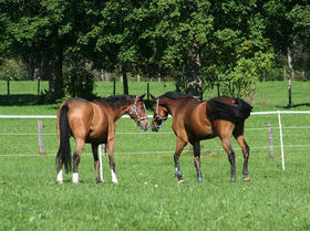 Herzlich Willkommen beim Stierbauer!